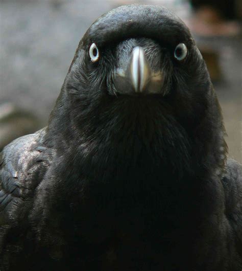 Stone the crows! Could corvids be Australia's smartest export?