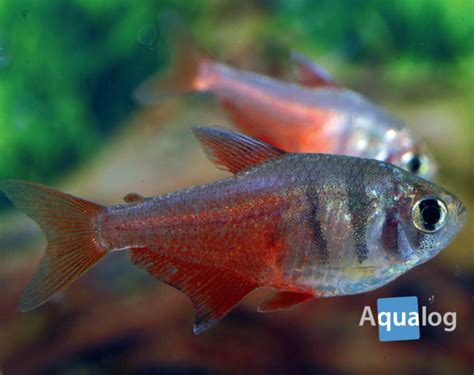 The Flame Tetra - survival thanks to the aquarium hobby - Aqualog.de