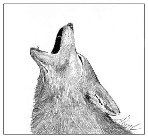 Howling Coyote Clipart