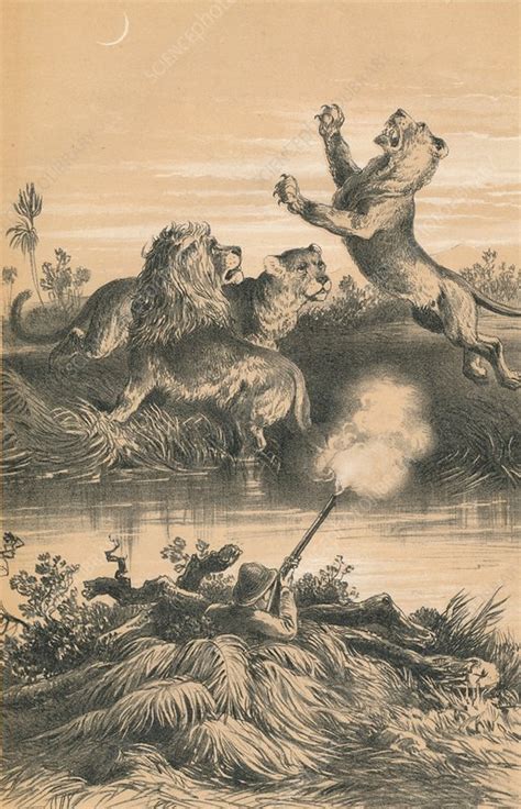 Lion Hunting At Night, c1880 - Stock Image - C040/8970 - Science Photo Library