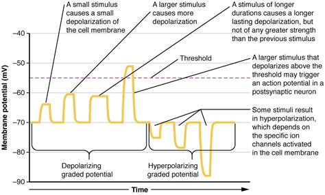 Neurons | Organismal Biology