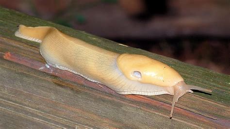 Banana Slug: All You Need to Know for a Slimy Adventure - What's That Bug?