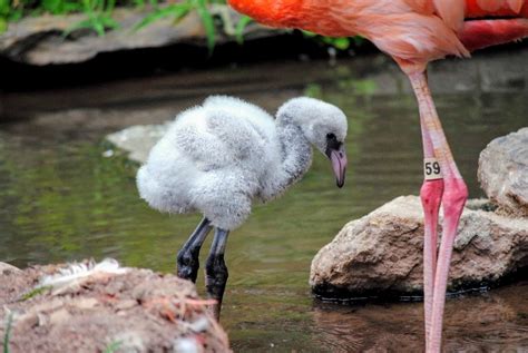 Philly Zoo welcomes first baby flamingo in more than 20 years - WHYY