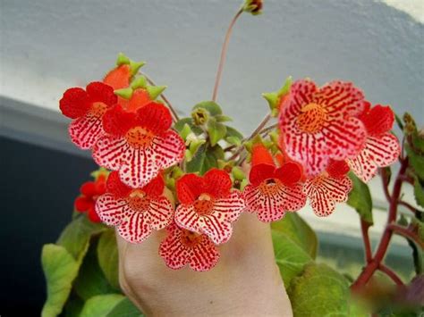 Flower Homes: Kohleria Flowers