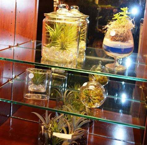 Air Plants and Terrariums - for the home and office