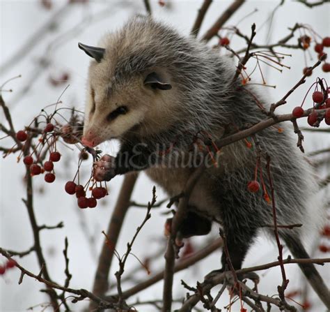 Opossum eating fruit in a tree in Waukesha County Wisconsin on December ...