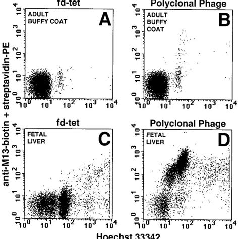 Staining of total fetal liver by a fetal NRBC specific phage antibody.... | Download Scientific ...