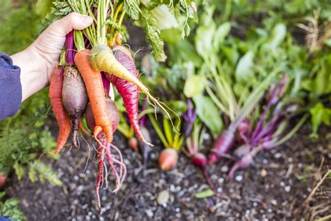 Everything You Need to Know About Root Vegetables