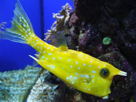 File:Lactoria cornuta.002 - Aquarium Finisterrae.JPG - Wikipedia