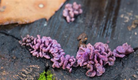 What is the deadly plant fungus found in Kolkata-based plant mycologist ...