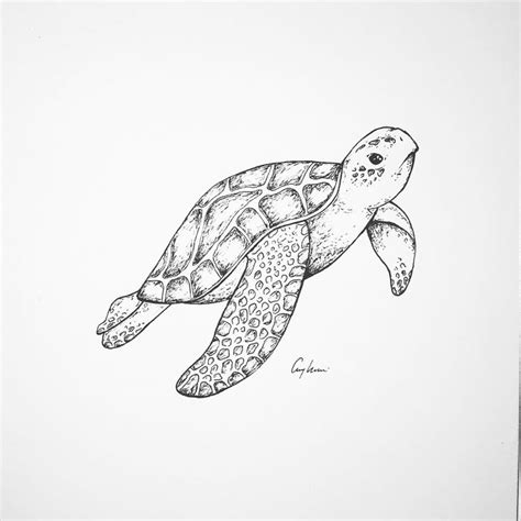 a black and white drawing of a turtle