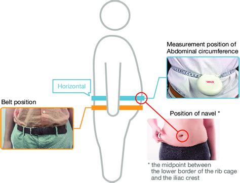 Measurement position of abdominal circumference. | Download Scientific ...