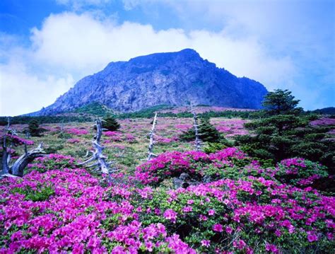 15 Fotografías que te dejarán realmente impresionado, su magnetismo te atrapará | Jeju island ...