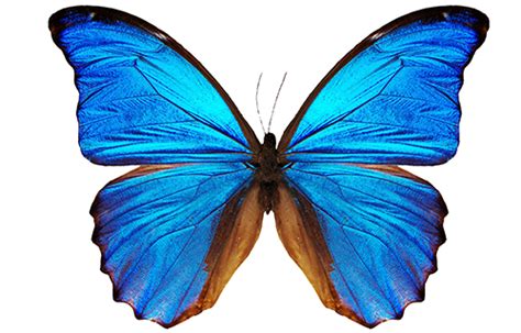 Expedition: Insects | Morpho butterfly, Blue morpho butterfly ...