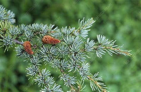 Cedrus atlantica glauca. - Stock Image - B804/2648 - Science Photo Library