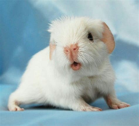 Baby albino guinea pig | Cute guinea pigs, Baby guinea pigs, Guinea pigs