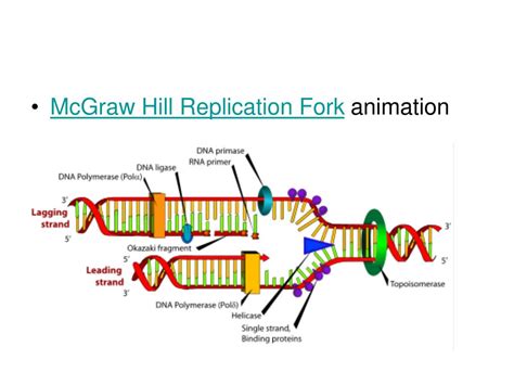 PPT - DNA REPLICATION PowerPoint Presentation, free download - ID:1418059