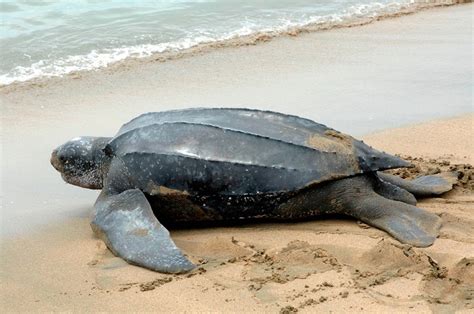 LeatherBack Turtle Facts - St Lucia South Africa