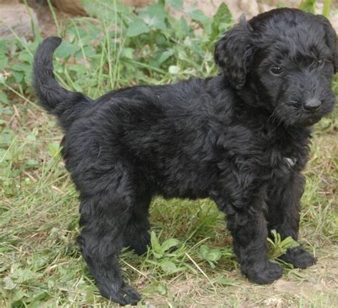 Black goldendoodle puppy picture_black thick hair puppy.JPG