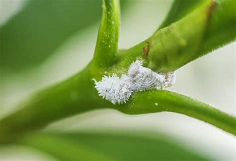 Sooty Mold on Plants: What It Is and How to Get Rid of It