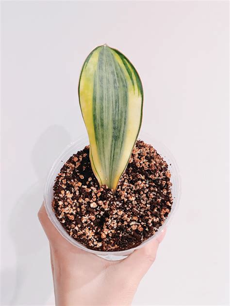 Whale Fin Sansevieria Masoniana White Variegated (Snake Plant) – Rooted ...