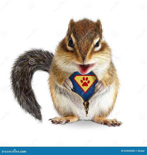 Funny Animal Super Hero, Squirrel Unbuckle His Fur Stock Photo - Image ...