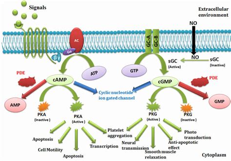 1 Signal Transduction pathway | Download Scientific Diagram