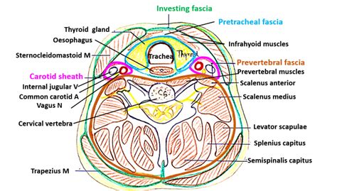 Deep Cervical Fascia - Preverterbral, Pretracheal Layers and Carotid Sheath