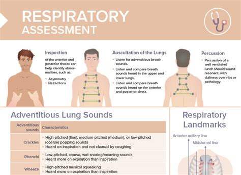 Respiratory Assessment [+ Free Cheat Sheet] | Lecturio