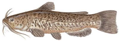 Fish Identification: Brown Bullhead (Ameiurus nebulosus)