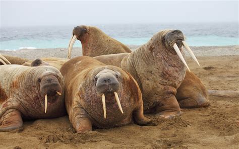 Walrus Wallpapers - Wallpaper Cave