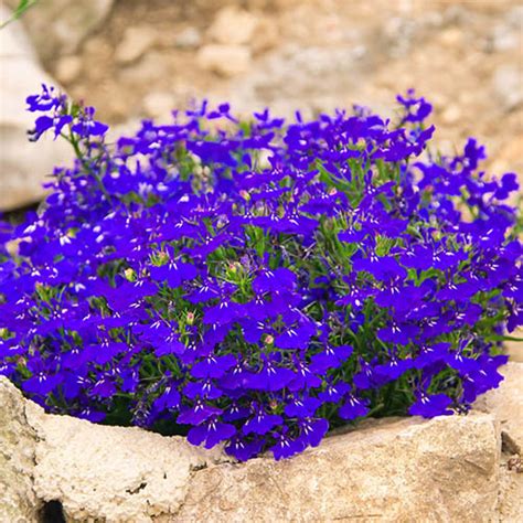 Lobelia Crystal Palace Blue GR30 | YouGarden