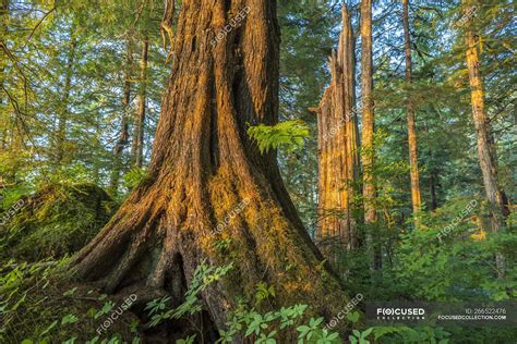 Old growth forest with Sitka spruce and hemlock, Tongass National ...