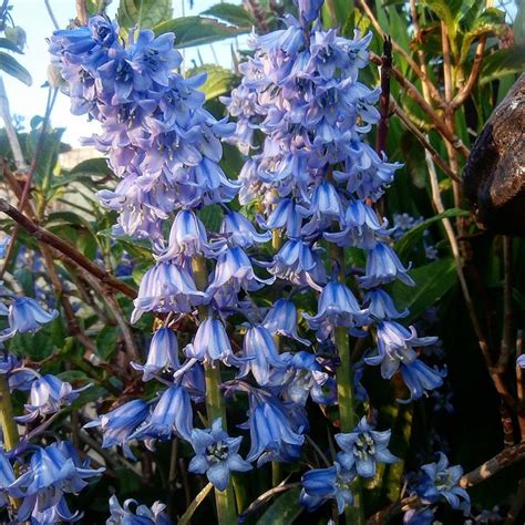 Bluebells in my garden May 2018 | Garden, Flower garden, Flowers