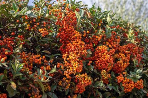 This Is The Simple Process Gardeners Advise When Planting Pyracantha In The Garden ...