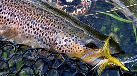 Streamer Fly Fishing for Large Trout - Techniques & Setups