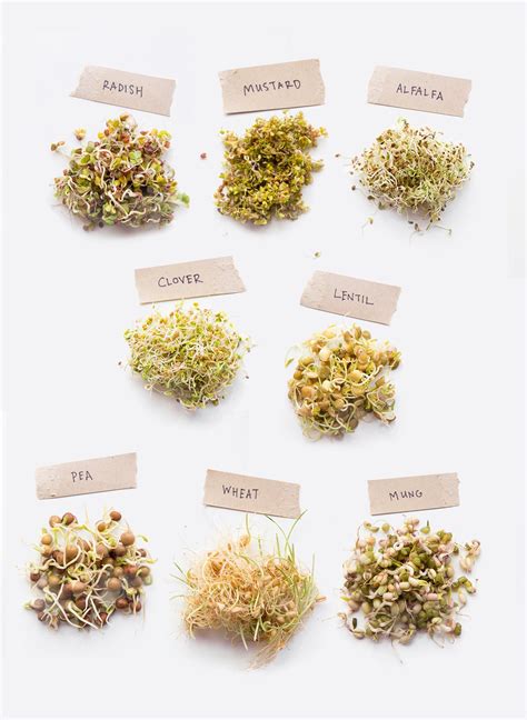 Sprouting 101: How to Sprout Anything and Why You Should - Wholefully