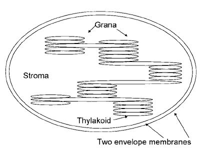 Chloroplast Drawing And Labeling