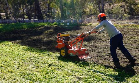 Green Manure: How to Grow and Use for your Best-Ever Soil & Veggies - Milkwood