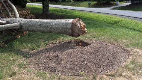 Don't pile mulch up around the tree trunks. This is called making a ...