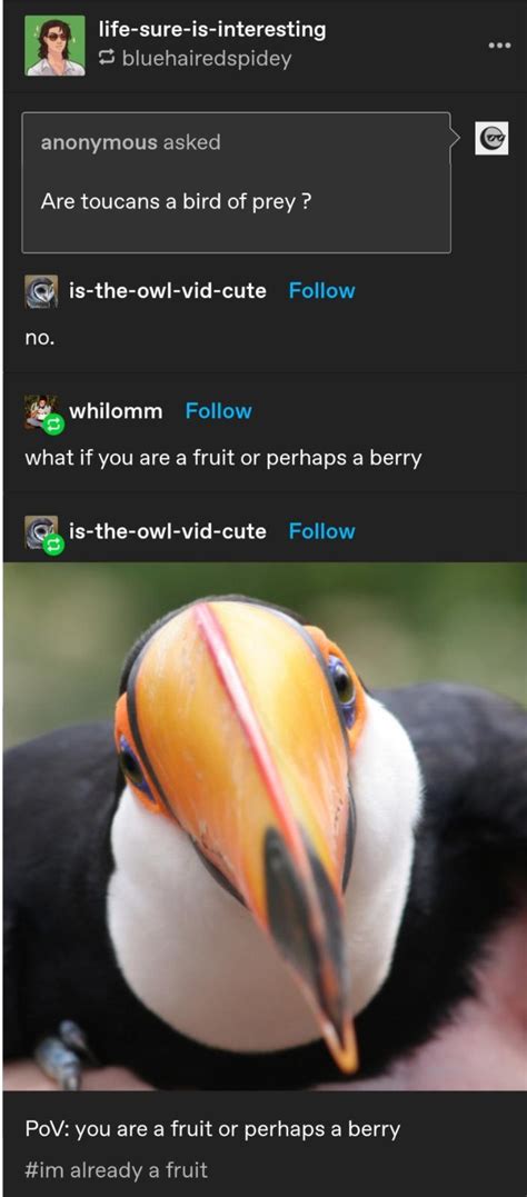 Toucans : r/tumblr