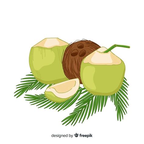 Coconut Cartoon Vector at Vectorified.com | Collection of Coconut ...