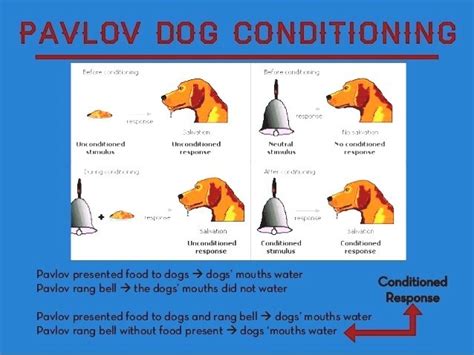 Pavlov Classical Conditioning Theory