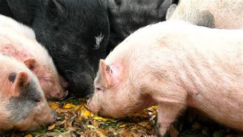 Large Farm Pig Eating Corn In Pigpen, Close Up. Stock Footage Video 6952021 - Shutterstock