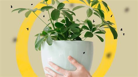 How to get rid of fungus gnats on indoor plants - ABC Everyday