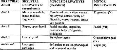 Branchial Pouch Derivatives