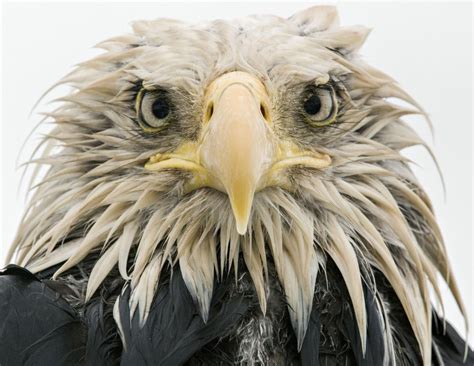 Wildlife Photographer of the Year returns to Natural History Museum | London Evening Standard ...