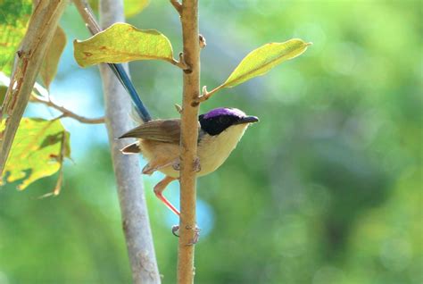 Purple Crowned Fairy Wren unlocks key to immune function - Scimex