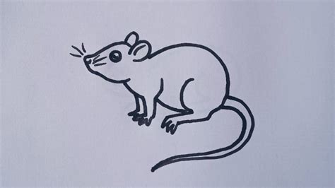 How to draw Rat // Rat easy drawing step by step - YouTube