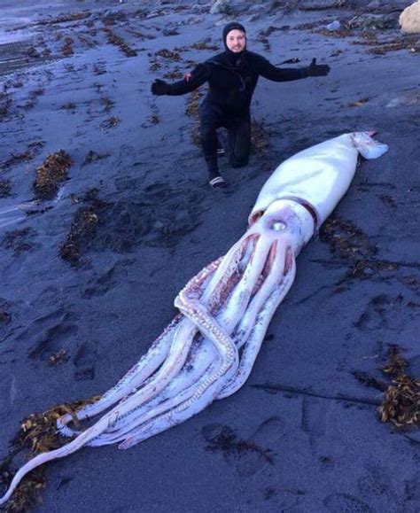 Giant squid washes ashore in New Zealand - Owl Connected